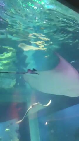 The video shows a stingray swimming in an aquarium. The stingray is light-colored with dark trim. It swims with an undulating motion. There are smaller fish and some plant life in the aquarium. The water is clear, and the surface reflects light.