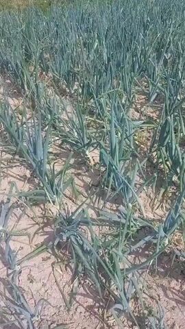 A field of young green onions is shown from a low angle. The camera pans slowly across the rows of plants, revealing dry soil between them. The onions are short and have long, thin green leaves. The background is out of focus, but appears to be a field of crops or grass with some trees and buildings in the distance. The sky is bright and appears to be daytime.
