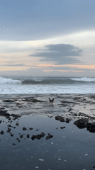 Dog stands on rocky shore during dawn in Kediri