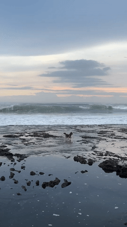 Dog stands on rocky shore during dawn in Kediri