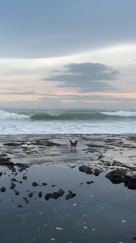 Dog stands on rocky shore during dawn in Kediri