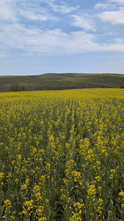Yellow flowering crop field observed in Bulgarian countryside