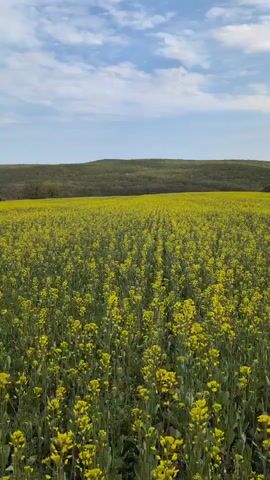 The media file displays a panoramic view of a vast agricultural field bathed in vibrant yellow flowers, likely a crop such as rapeseed or canola. The flowers are densely planted in distinct, straight rows that recede towards a distant horizon. In the mid-ground, a gentle expanse of rolling hills, covered in darker green vegetation, forms the backdrop to the golden field. Above, the sky is a soft blue, dotted with scattered white cumulus clouds. The lighting suggests it is daytime, with bright, clear conditions. The camera appears to be moving forward or alongside the field, offering a steady, immersive perspective. An engine sound is audible throughout the clip, indicating movement, possibly from a vehicle. The scene depicts a serene and expansive rural landscape in Novo Panicharevo, Bulgaria. There is no visible text.