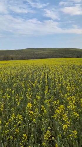 Yellow flowering crop field observed in Bulgarian countryside