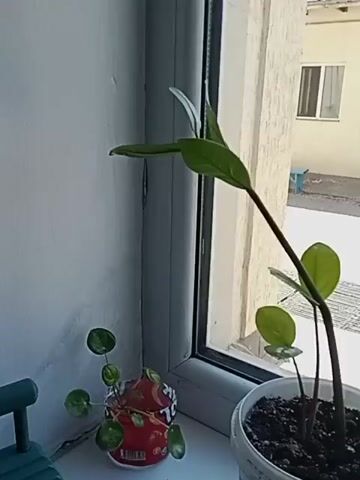 The video shows a close-up view of a windowsill with several potted plants and a small green chair. The lighting is natural, suggesting daylight. The windowsill is white and appears to be made of plastic.

In the foreground, on the right, is a white plastic pot containing a plant with two main stems. The larger stem has three green leaves, two of which are fully visible and pointed upwards. The smaller stem has two smaller green leaves. The soil in the pot is dark and appears moist. The pot has some text and a blue label on it.

To the left of the larger plant, and slightly behind it, is a smaller plant in a red cylindrical container. This plant has round, coin-shaped green leaves on thin stems. The red container appears to be a repurposed item, possibly a food container, with some printed designs on it.

Further to the left, a small, bright green plastic chair is visible. It has a simple design with a backrest and four legs. The chair is positioned on the windowsill.

The background shows a window frame and the exterior beyond. Through the window, a light-colored building with a window is visible, as well as some fencing or grating.

The camera movement is subtle, with slight panning and tilting, focusing on the plants and the chair on the windowsill. There is no audio. The overall impression is of a simple indoor scene, likely a home or office windowsill.