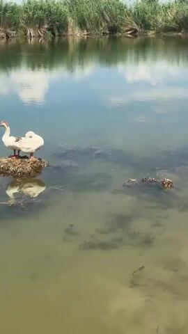 The video shows a pond with several geese. Some geese are standing on small mounds of debris in the water, while others are in the water. The pond is surrounded by vegetation, including tall reeds and some scattered trees. In the background, there is a fence and fields, with hills visible in the distance under a cloudy sky. The water is somewhat murky, with visible aquatic plants. The overall setting appears to be a rural or natural area.