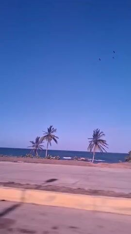 The video captures a serene tropical coastal scene from a moving perspective, likely a vehicle. In the foreground, a paved road or path with a yellowish curb runs parallel to the coastline. Beyond this, several tall palm trees with visible fronds are scattered along the shore, separating the road from the ocean.

The mid-ground features the vast expanse of a deep blue ocean, with gentle waves breaking near the shore. The background is dominated by a clear, bright blue sky, with a few small dark birds visible flying high above.

The overall setting suggests a beautiful, sunny day with excellent weather conditions. The camera is in motion, panning slowly from left to right, indicating travel along this scenic coastal route. There are no people visible in the frame, nor is there any visible text. The audio features a Spanish song with a male vocalist, adding to the tranquil atmosphere. This picturesque view is consistent with locations such as Playa Parguito, Venezuela.