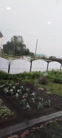 The video shows a rainy day in Bezlesnyy, Russia. The camera pans across a garden with various vegetables, including cabbage, onions, and what appear to be beets. A white fence with black posts separates the garden from a wooden house and other buildings in the background. The sky is overcast, and the rain is visible on the camera lens, creating a blurred effect. The overall mood is calm and tranquil, with the rain creating a peaceful atmosphere.