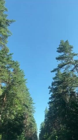 The video displays a view from a vehicle moving forward on a road through a dense pine forest. Tall, green pine trees line both sides of the road, creating a canopy overhead and a sense of being enclosed by nature. The sky is a clear, bright blue. The road appears to be paved and is visible in the distance, leading to a vanishing point. The trees are tall and appear to be mature. The overall impression is one of a scenic drive through a natural environment on a sunny day.