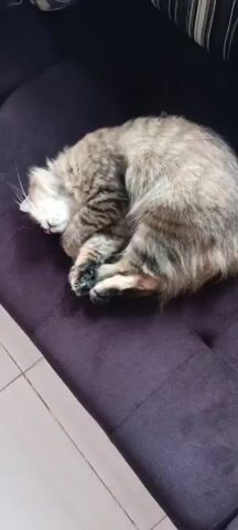A fluffy cat with tabby markings is curled up asleep on a dark purple tufted couch. The cat's head is tucked into its body, with one paw resting on its face. Its eyes are closed, and its tongue is slightly sticking out. The couch has bright pink trim around the edges. Pillows with patterned covers are visible behind the cat. The environment appears to be indoors, with a tiled floor visible in the bottom left corner.