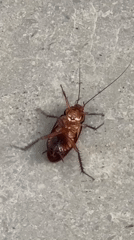 Cockroach filmed struggling on tiled floor in Vietnam