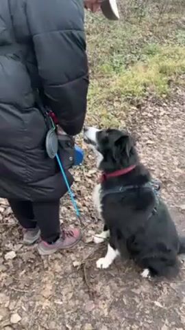 A person is standing outdoors in what appears to be a forest or wooded area. The ground is covered with fallen leaves. The person is wearing a long black puffer jacket, black pants, and pink athletic shoes. Attached to their jacket is a small, round, gray container on a blue leash. A medium-sized black and white dog with a red collar and a blue harness is sitting and looking up at the person. The dog licks the person's hand, which is near the gray container. The person speaks in French, saying "Qui c'est ca?" ("Who is that?").