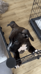 Dogs rest and play in Лобаново homes during morning hours