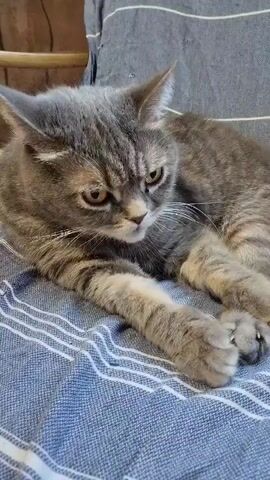 A grey tabby cat is lying on a blue and white striped blanket. The cat is facing to the left of the frame and is looking down. Its front paws are extended forward. The cat blinks slowly and then appears to be grooming itself. The background is blurry, but it appears to be a wooden chair.