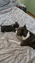 Adult pit bull and puppy share affectionate moments on bed