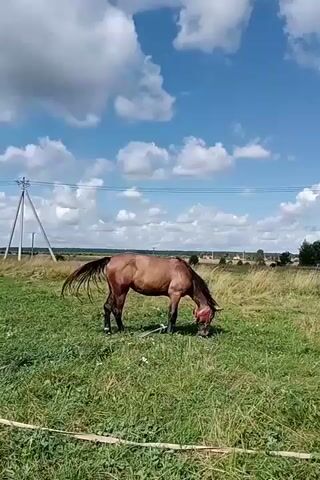 A brown horse is grazing in a grassy field under a partly cloudy blue sky. The horse has a red halter or fly mask on its head and appears to be tethered by a rope to an unseen object. In the background, there are power lines and poles, a treeline, and some scattered buildings. The camera is positioned at a low angle, looking up at the horse and the sky.