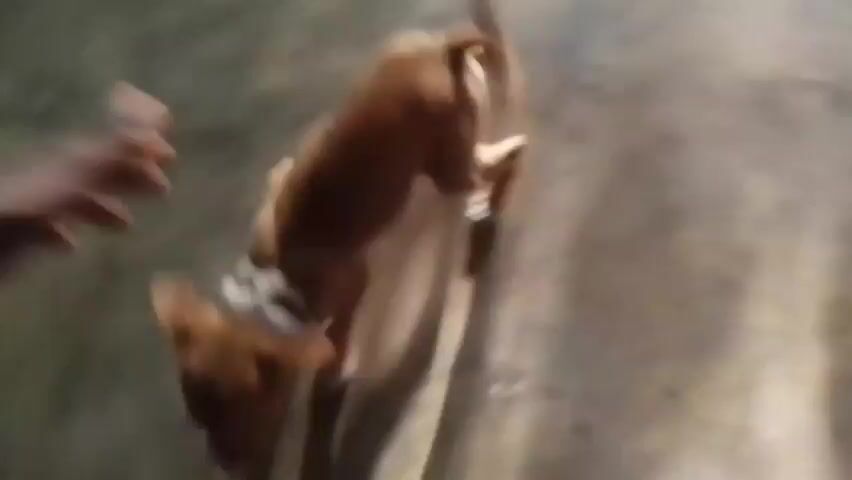 A small, light brown dog with white paws is shown in the video. The dog is running toward a hand, which is presumably attached to a person out of frame. The dog’s tail is wagging and it seems playful. The background is a smooth, light-colored surface, likely a floor, with some variations in shading and texture. The lighting is somewhat bright and diffuse.