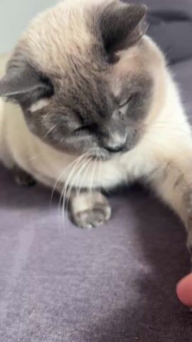 The video shows a light-colored cat with gray ears, face and legs lying on a gray sofa or bed. The cat is initially lying down with its eyes closed, but opens them as the video progresses. A human hand appears to be petting the cat. A pillow is visible in the background.