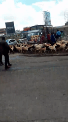 Goat herd crosses busy Nairobi street with herders