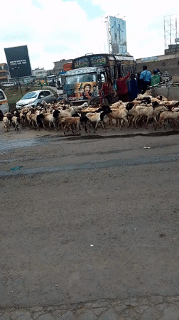 Goat herd crosses busy Nairobi street with herders