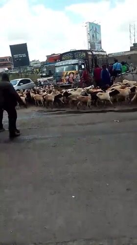 Goat herd crosses busy Nairobi street with herders