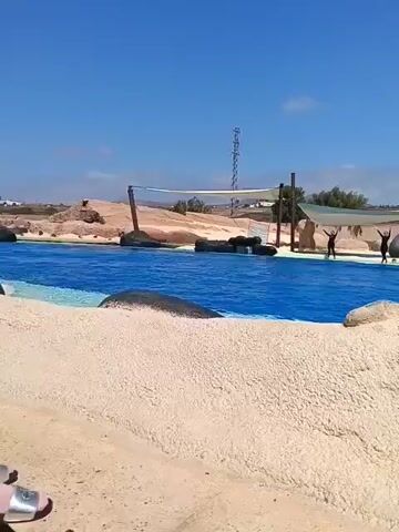 The video shows a dolphin show. There is a pool with blue water. Three trainers are standing on a platform in the pool, with their arms raised. Three dolphins jump out of the water in unison. A child wearing a pink shirt and a bucket hat is watching the show. The sky is blue. The surrounding area is sandy, with some rocks and vegetation. A metal tower is visible in the background. The pool area is partially covered with a white canopy.