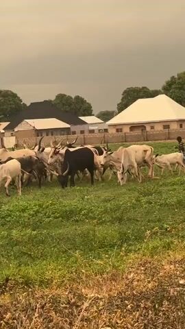 The video shows a herd of cattle grazing in a green field near a small village. The cattle are mostly white, with a few black and brown individuals mixed in. They have long horns. The field is covered in lush green vegetation. In the background, there are several houses with metal roofs. Beyond the houses, there is a large hill or mountain. The sky is overcast and a light, dusty hue is present. The camera pans across the field, following the movement of the cattle. The overall scene suggests a rural, pastoral setting.