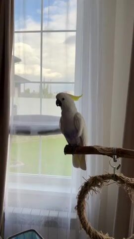 The video shows a white cockatoo perched on a wooden stand in front of a window. The cockatoo has a bright yellow crest, a black beak, and some purple coloring on its chest. The window is multi-paned and shows a view of a green lawn, a house, and a sky with white clouds. White and brown curtains frame the window. The camera gradually zooms in on the cockatoo.