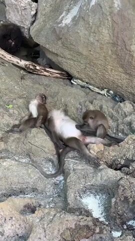 Three monkeys are on a rocky surface. One monkey is lying on its back, exposing its white belly. Two smaller monkeys are interacting with it. One is positioned on the larger monkey's chest, appearing to groom it. The other is on the larger monkey's side, also appearing to groom or interact. The environment is rocky, with some water visible on the surface. There is a piece of wood and a rope visible in the background.