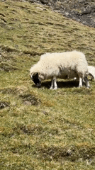 Sheep and lamb graze on hillside near Portree