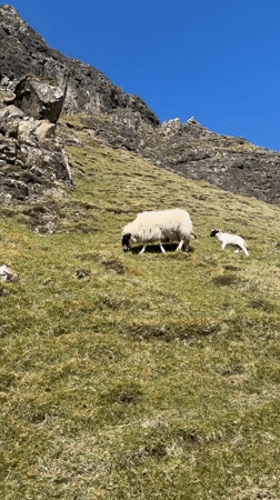 Sheep and lamb graze on hillside near Portree