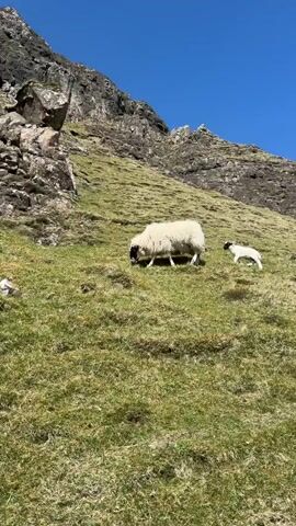 On a sunny day, a black-and-white horned sheep grazes on a grassy hillside while a lamb stays close by. The sheep is mostly white with a shaggy coat, but its face is predominantly black with some white markings. It has curved horns. The lamb is mostly white, with a small patch of black on its rear. The grass is short and green, with patches of brown. In the background, a rocky mountain looms.