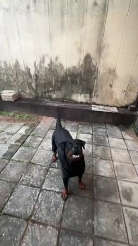 A Rottweiler is playing with a pink ball in a paved yard. The dog jumps up, snatches the ball out of the air, and starts prancing around with it. The yard is paved with square tiles and has a beige wall behind it. There are some potted plants and a few objects along the edge of the wall. There is a corrugated plastic roof or overhang above.