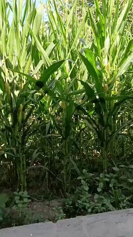 The video pans across a dense field of tall corn stalks. The corn is green and appears to be in the early stages of growth, with some developing ears visible. The stalks are packed closely together, creating a wall of green vegetation. The ground beneath the corn is covered in smaller green plants and some dry soil. In the background, the tops of trees and a glimpse of a blue sky are visible. The lighting suggests it is daytime, likely in the late afternoon or early morning due to the angle of the sun. There are no people or animals visible in the frame. The camera movement is slow and steady, allowing the viewer to take in the scene.