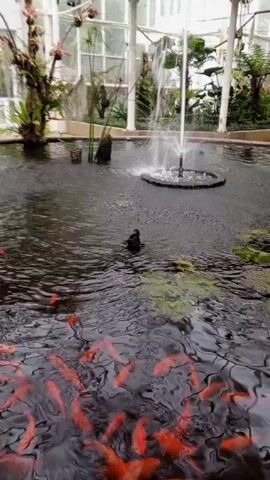 The video shows an indoor pond, possibly in a conservatory or botanical garden. The pond is filled with dark water and a large school of orange-colored fish, likely koi or goldfish. A small duck or bird is seen floating in the water near the center of the pond. A fountain is active in the middle of the pond, with water spraying upwards. The environment is lush, with various plants and foliage around the perimeter of the pond. The structure overhead suggests a glass roof or skylight, allowing natural light to illuminate the scene. The overall tone is peaceful and serene.