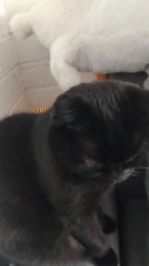 Cats Rest on Patterned Bedding During Morning Indoor Sessions