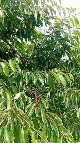 A low-angle shot looks up into the canopy of a cherry tree, which is laden with bright red cherries and dense green foliage. The leaves, some appearing slightly wilted, are backlit by a bright, overcast sky. The camera pans slowly upward, revealing more branches and fruit as it moves. The image is slightly blurry, suggesting movement.