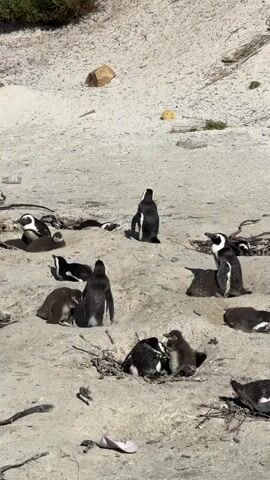 The video shows a group of African penguins (Spheniscus demersus) gathered on a sandy beach or dune area in Simon's Town, South Africa. The scene is brightly lit by daylight, suggesting a sunny day.

There are at least 15 penguins visible in various states of rest and interaction. Several penguins are standing upright, some are lying down on the sand, and others are nestled in shallow hollows or burrows, possibly nests, which contain some dry twigs and vegetation. In the bottom center of the frame, two penguins, one seemingly smaller, are interacting closely within a sandy hollow. Another pair of penguins is visible interacting in the mid-right section of the frame, also seemingly in a nest. The penguins are characterized by their distinctive black and white plumage.

The sandy ground is light-colored, with some scattered dry plant debris and a few rocks. A single light pink or purple shoe is visible on the sand in the lower left foreground. The overall atmosphere appears calm and natural, showcasing the penguins in their habitat.