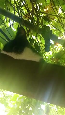 The video shows a black and white cat lying on a dark brown surface, partially obscured by green leaves and what appears to be a vine with a bunch of dark grapes. The cat's head is visible, and it looks towards the camera. Sunlight is shining through the leaves, creating lens flare effects. The cat's tail and part of its body are visible as it rests on the surface. The camera is positioned below the cat, looking upwards.