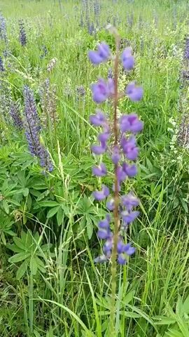 This media file is a short video clip showcasing a field of lupine flowers in bloom. The scene is set in a natural outdoor environment, likely a meadow or a roadside verge, given the presence of tall grasses and scattered trees in the background. The camera pans slowly across the field, focusing on the vibrant purple and white spires of the lupine flowers.

The subjects are the lupine flowers themselves, which dominate the foreground and midground. They are characterized by their tall, clustered flower spikes and palmate leaves. Interspersed with the lupine are other wildflowers and various types of grasses, creating a rich and varied texture. In the background, a dense line of trees, possibly birch trees given the location context of Russia, can be seen. The overall setting is one of natural beauty and abundance.

No people or specific objects are prominently featured, aside from the natural elements of the flora. The activity taking place is the slow camera movement, revealing the expansive field of flowers. The time of day appears to be daytime, with soft, diffused light suggesting it might be overcast or late afternoon, though no harsh shadows are visible. The weather seems pleasant, conducive to outdoor growth and blooming.

The location cues, specifically "Грибчиха, Russia," indicate a rural or semi-rural setting in Russia where lupines are likely to thrive. The general impression is one of a peaceful and serene natural landscape. The emotions evoked are likely those of tranquility, appreciation for nature's beauty, and a sense of summer bloom.

There is no visible text within the media file itself. The provided timestamps indicate the progression of the video from 00:00 to 00:05.