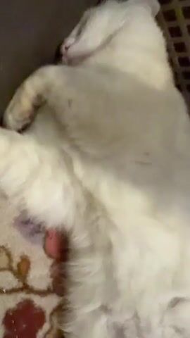The video shows a close-up of a white furry animal. The animal's belly is visible, and there is a pinkish-red object protruding from its rear. The background is out of focus but appears to be a patterned surface. There are some dark spots and smudges on the surface near the animal. The video is shaky and the lighting is dim.