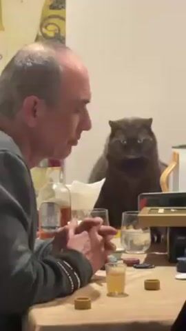 A middle-aged man with thinning hair is seated at a table with a small shot glass of amber liquid in front of him. He is wearing a grey sweatshirt. Next to the shot glass are round objects that appear to be poker chips. Behind him is a large, brown cat with a serious expression on its face. On the table there is also a bottle of liquor, a water glass, a box, and a white electric kettle. The background includes a patterned wall hanging and a white door. The man is talking, and the cat is watching him intently.