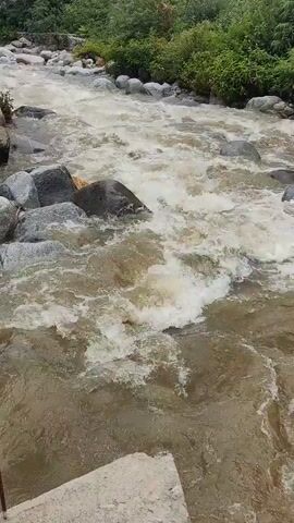 The video shows a wide, fast-flowing river with murky, brown water. Large grey rocks are scattered throughout the riverbed and along its banks. Lush green trees and vegetation cover the land on either side of the river, and a large, tree-covered mountain rises in the background. The sky is overcast. The camera pans slowly across the scene, capturing the movement of the water and the natural landscape. There are no people visible in the video.