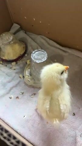 A fluffy yellow chick stands in a cardboard box lined with a pink towel. A small plastic feeder with a glass dome is visible behind the chick. The chick is looking at the camera and blinks its eyes.