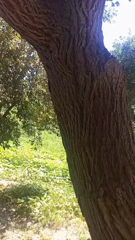 The video shows a low-angle shot looking up at a large tree with rough bark. The tree trunk splits into two main branches, and there is a thin wire wrapped around one of the branches. The leaves of the tree are visible, and the background consists of green foliage and a bright, hazy sky. The camera pans slightly upwards, revealing more of the tree's branches and leaves. The lighting suggests it is daytime, possibly sunny, with some lens flare present.