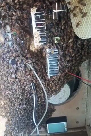 The video shows a very large swarm of bees clustered inside what appears to be an electronic device. The bees are covering the components, including circuit boards and heatsinks. Some honeycomb is visible in the upper left corner, suggesting the bees have established a nest. There are wires and other electronic components visible beneath the dense mass of bees. The lighting is dim, and the focus is on the swarm.