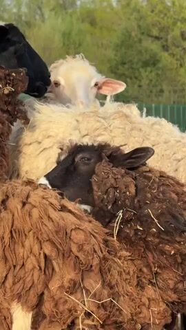 The video shows a huddle of sheep in a farm setting. A light-colored sheep, with fluffy white wool, peers over the backs of the other sheep. Below it is a black sheep nestled amongst the others. Several other sheep of different shades are present. The sheep are close together, with some seeming to rest or snuggle against each other. The background is a mix of green foliage and a hint of blue sky.