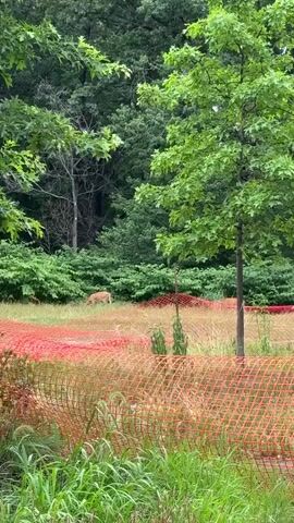 The video shows a deer standing in a grassy area with trees and bushes in the background. An orange safety fence is visible in the foreground. The deer is light brown and appears to be facing to the left. The sun is shining, and the foliage is green and lush.