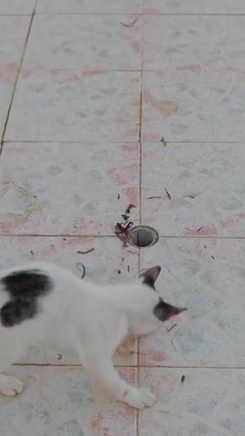 A domestic cat with white fur and black markings on its head and tail walks across a tiled floor. The cat stops and sniffs at a drain opening in the floor, which is surrounded by debris. The cat then appears to play with something near the drain.