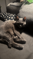 Gray cat captured lounging on couch in Sofia home
